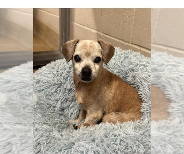 Medium Photo #2 Chihuahua Puppy For Sale in Santa Maria, CA, USA