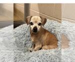 Small Photo #2 Chihuahua Puppy For Sale in Santa Maria, CA, USA