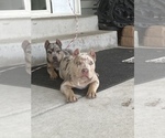 Small Photo #6 American Bully Puppy For Sale in LOGAN, UT, USA