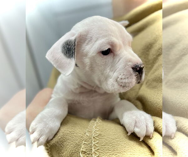 Medium Photo #2 Boxer-Unknown Mix Puppy For Sale in Estherville, IA, USA