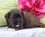 Small #1 ShihPoo