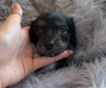 Puppy Tilly Dachshund
