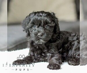 Poovanese Puppy for sale in LEBANON, PA, USA