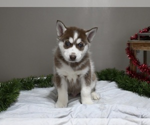 Siberian Husky Puppy for sale in HOLMESVILLE, OH, USA