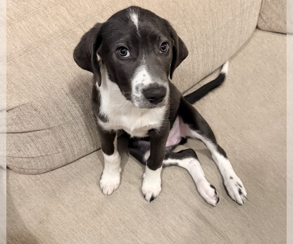 Medium Photo #10 Mutt Puppy For Sale in Brooklyn, NY, USA