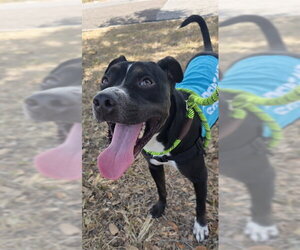 POWERS - Male American Pit Bull Terrier-Unknown Mix Dog for Adoption - Photo #3