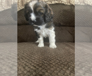 Cocker Spaniel Puppy for sale in LUBBOCK, TX, USA