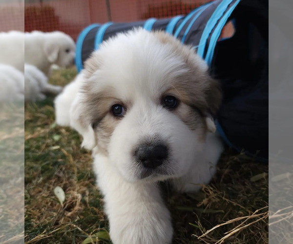 Medium Photo #2 Great Pyrenees Puppy For Sale in LAS VEGAS, NV, USA