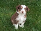 Small Photo #1 Miniature Australian Shepherd Puppy For Sale in BIRCHWOOD, TN, USA