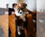 Small Photo #27 Pembroke Welsh Corgi Puppy For Sale in FAIR GROVE, MO, USA