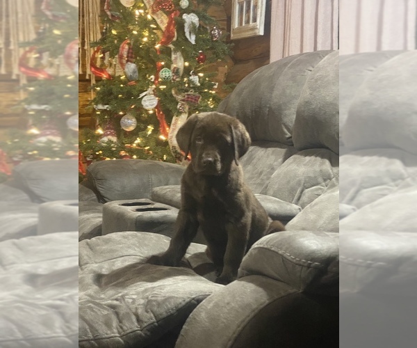 Medium Photo #1 Labrador Retriever-Newfoundland Mix Puppy For Sale in MORRIS, MN, USA