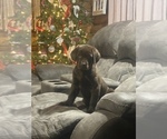 Small Photo #1 Labrador Retriever-Newfoundland Mix Puppy For Sale in MORRIS, MN, USA