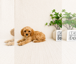 Small #2 Cavapoo (Miniature)