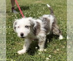 Small #2 Mutt