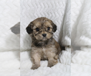 Cavapoo Puppy for sale in CARLISLE, KY, USA