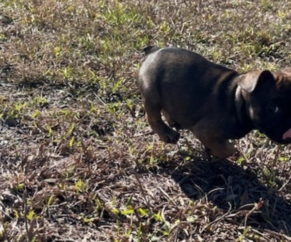 Medium Photo #4 French Bulldog Puppy For Sale in MAYO, FL, USA