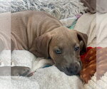 Small #3 American Staffordshire Terrier-Weimaraner Mix
