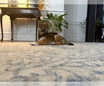 Small #19 Shiba Inu