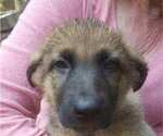 Small Photo #5 German Shepherd Dog Puppy For Sale in HONEA PATH, SC, USA