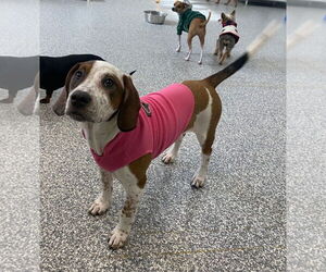 English Coonhound-Labrador Retriever Mix Dogs for adoption in Canal Winchester, OH, USA