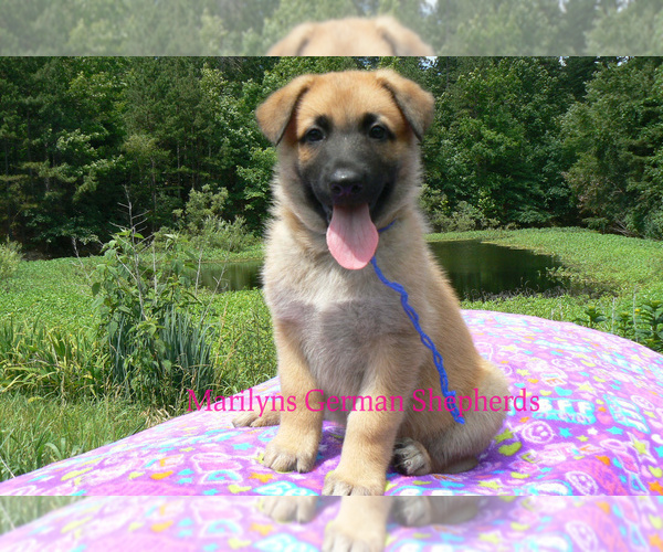 Medium Photo #3 German Shepherd Dog Puppy For Sale in PIEDMONT, MO, USA