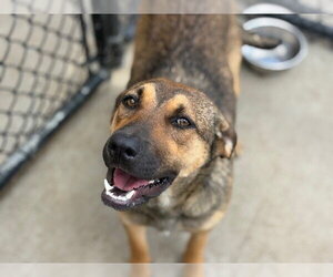 German Shepherd Dog Dogs for adoption in Tulsa, OK, USA