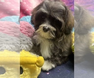 Havanese Puppy for sale in LIVONIA, MI, USA