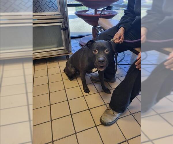 Medium Photo #1 Mutt Puppy For Sale in Burbank, CA, USA