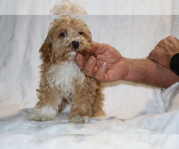 Medium Photo #22 Cockapoo (Miniature) Puppy For Sale in DYERSBURG, TN, USA