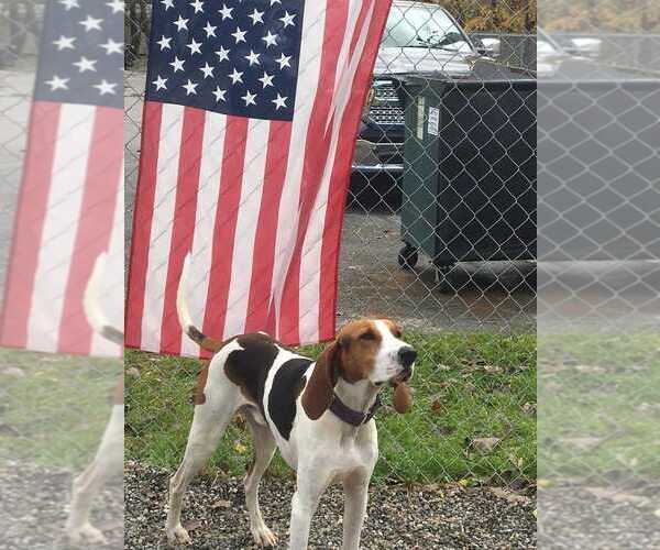 Medium Photo #8 Treeing Walker Coonhound Puppy For Sale in Elmsford, NY, USA