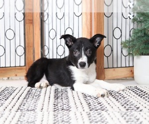 Border Collie Puppy for sale in NAPLES, FL, USA