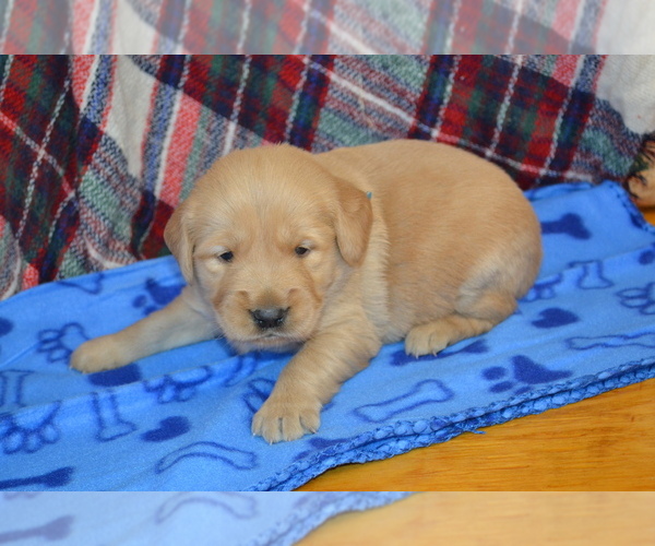 Medium Photo #26 Golden Retriever Puppy For Sale in OWEN, WI, USA