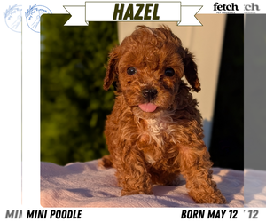 Medium Poodle (Miniature)