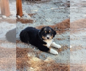 Australian Shepherd Puppy for Sale in MORONGO VALLEY, California USA