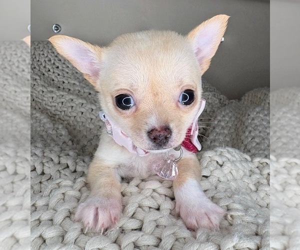 Medium Photo #7 Chihuahua Puppy For Sale in CHARLOTTE, NC, USA