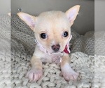 Small #6 Chihuahua