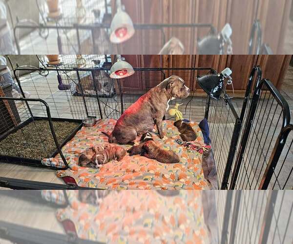 Medium Photo #1 Alapaha Blue Blood Bulldog Puppy For Sale in SHELOCTA, PA, USA