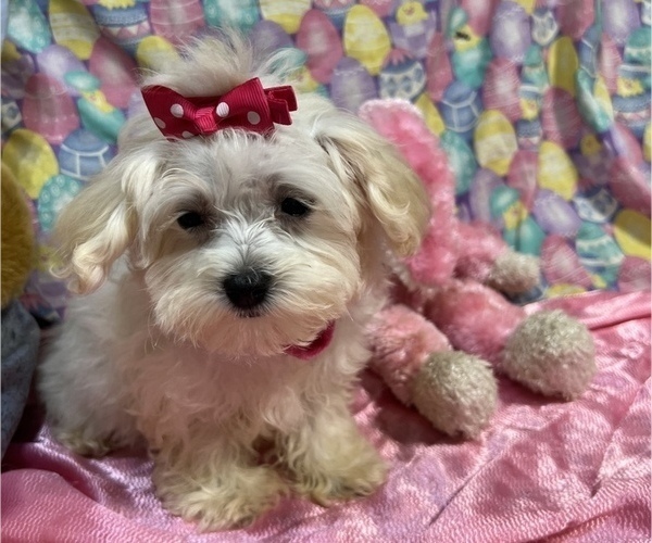 Medium Photo #4 Maltipoo Puppy For Sale in BOLINGBROOK, IL, USA