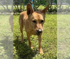 German Shepherd Dog-Unknown Mix Dogs for adoption in Fort Lauderdale, FL, USA