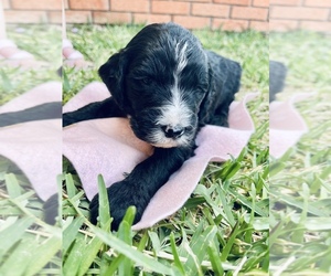 Sheepadoodle Puppy for sale in BRENHAM, TX, USA