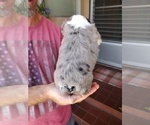 Small #7 Australian Shepherd