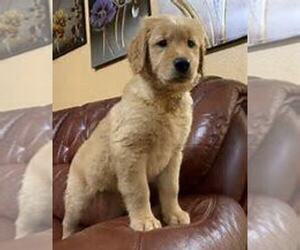 Golden Retriever Puppy for sale in ALPHA, OH, USA