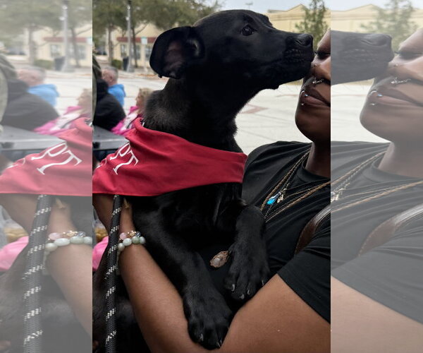 Medium Photo #6 Catahoula Leopard Dog-Unknown Mix Puppy For Sale in Sanford, FL, USA