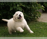 Small Photo #19 Golden Retriever Puppy For Sale in NUNN, CO, USA