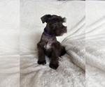 Image preview for Ad Listing. Nickname: Ellie