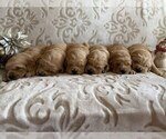 Small #19 Golden Retriever