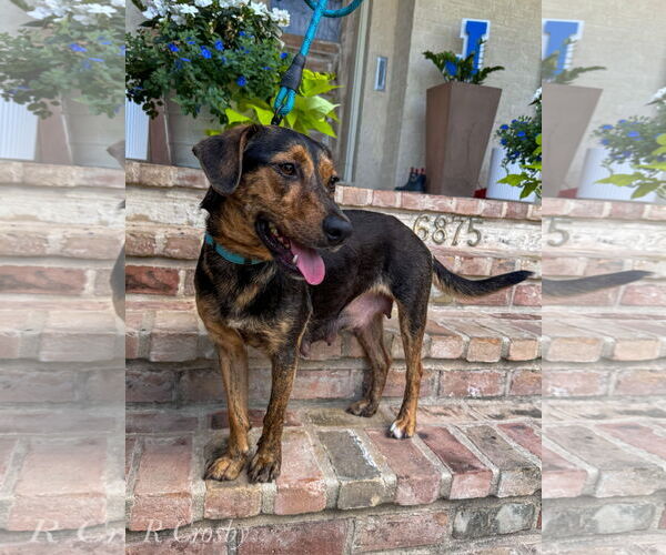 Medium Photo #2 Mutt Puppy For Sale in New Orleans, LA, USA