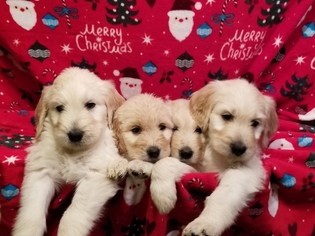 Goldendoodle Puppy for sale in WICHITA, KS, USA