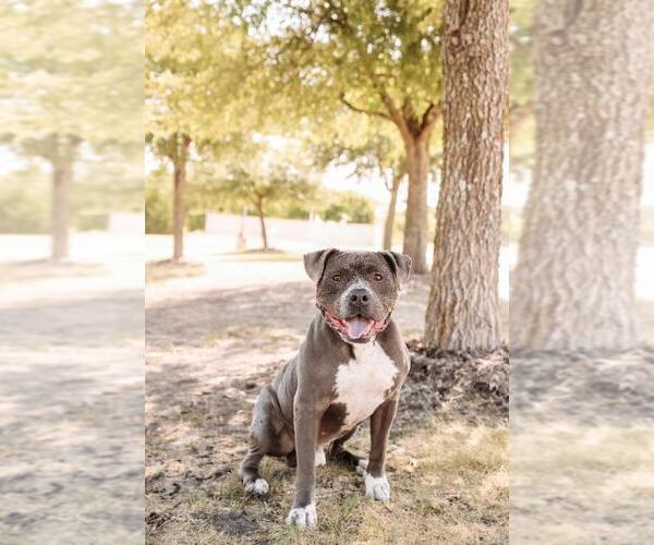 Medium Photo #11 Olde Bulldog Puppy For Sale in Rockwall, TX, USA