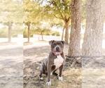 Small #10 Olde Bulldog